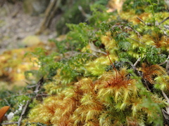 Hypnodendraceae