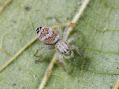 Rudakius cinctus
