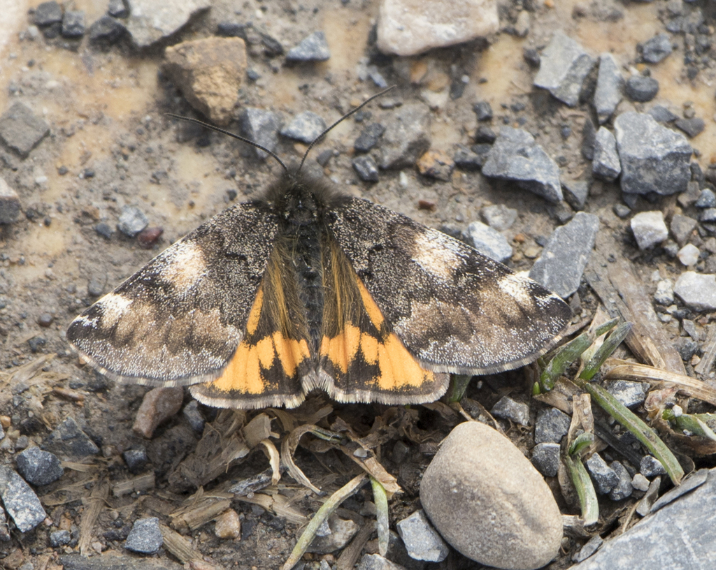Orange Underwing