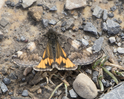 Orange Underwing