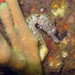 Observation photo