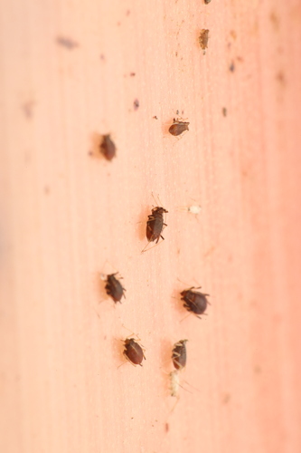 banana aphid