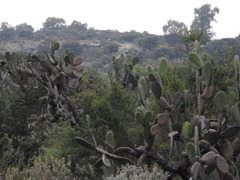 Opuntia streptacantha
