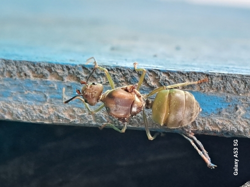 Oecophylla smaragdina