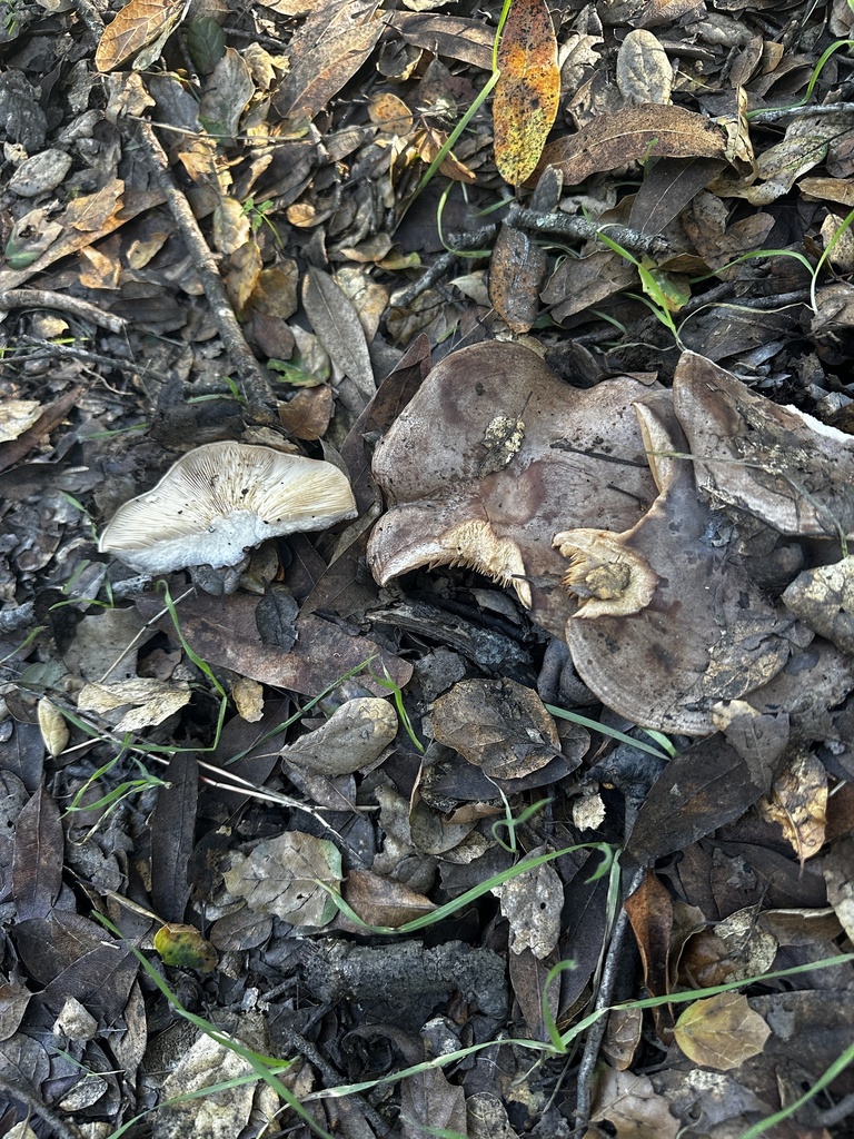 Lactarius argillaceifolius · January 2026 · photo: © katrinamccollough (iNaturalist, cc0)