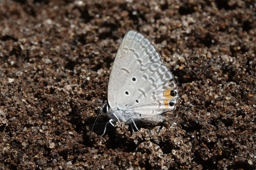 Tailed Smoky Blue