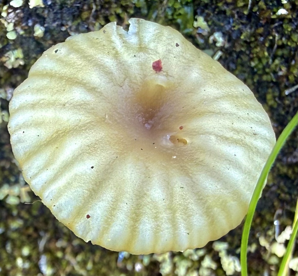 Lichenomphalia ericetorum · January 2026 · photo: © hllrnnr (iNaturalist, cc0)