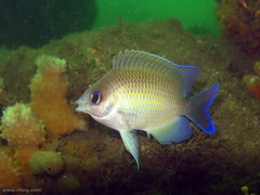 Mecaenichthys immaculatus