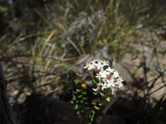 Pimelea nivea