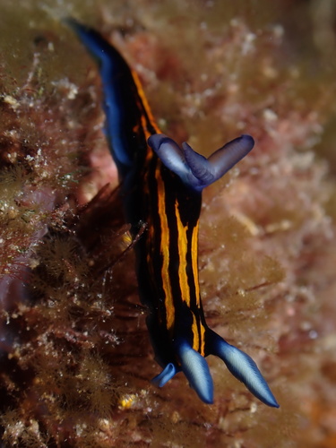 Roboastra gracilis