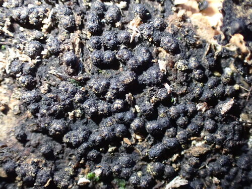 Stilbohypoxylon quisquiliarum observed 2026-01-12