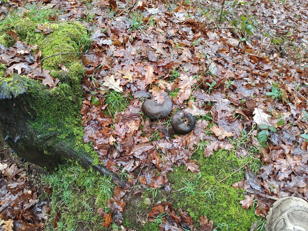 Russula nigricans · January 2026 · photo: © carl_ramirez (iNaturalist, cc-by)