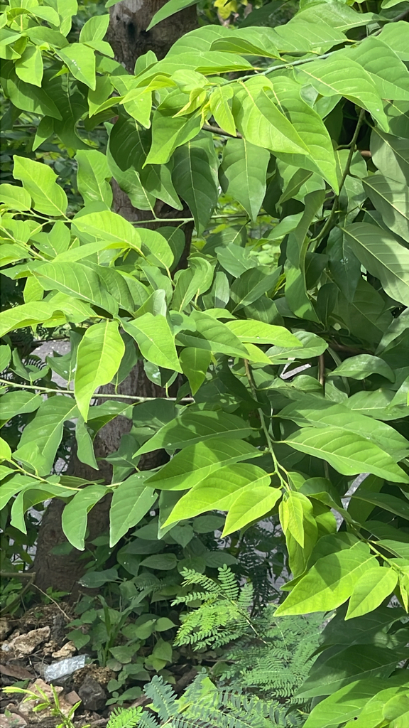 Scopapel (Annona squamosa)