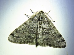 Phigalia titea