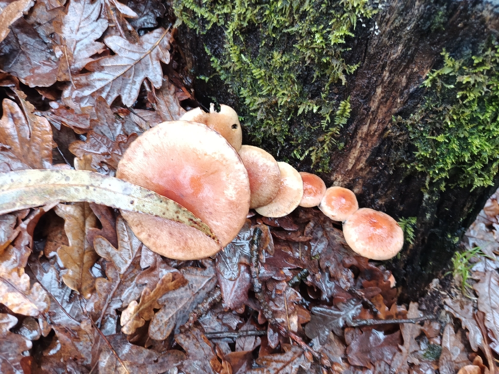 Hypholoma lateritium · January 2026 · photo: © carl_ramirez (iNaturalist, cc-by)