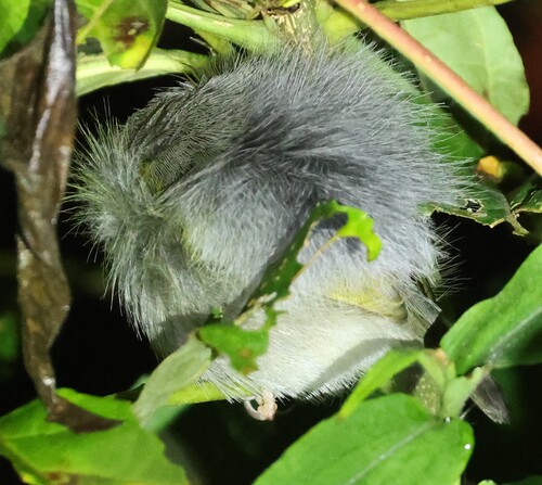 Green-backed Camaroptera