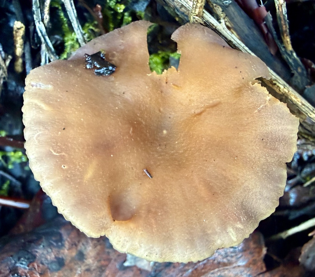 Laccaria amethysteo-occidentalis · January 2026 · photo: © hllrnnr (iNaturalist, cc0)
