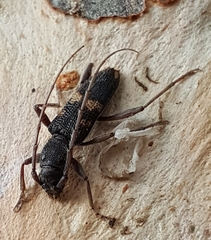 Phoracantha punctata