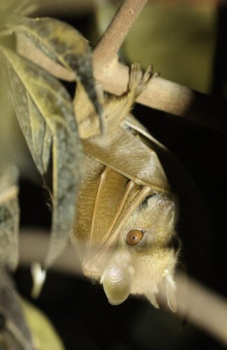 Peter's Dwarf Epauletted Fruit Bat