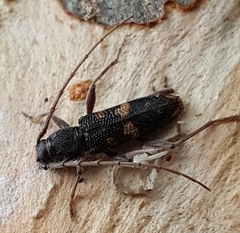 Phoracantha punctata