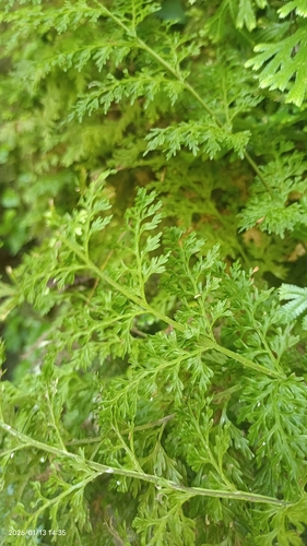 Vandenboschia maxima observed 2026-01-13