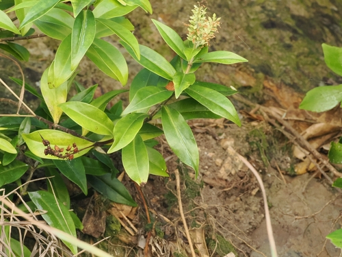 Veronica bollonsii, photograph 5