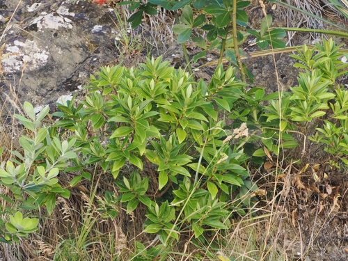 Veronica bollonsii, photograph 6