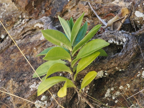 Veronica bollonsii, photograph 3