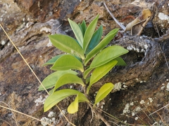 Veronica bollonsii, photograph (c) Angus Campbell, some rights reserved (CC BY)