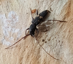 Phoracantha punctata