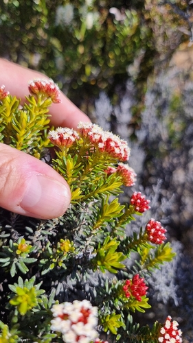Ozothamnus ledifolius, photograph 6