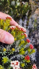 Ozothamnus ledifolius, photograph (c) Peter Crowcroft, some rights reserved (CC BY)
