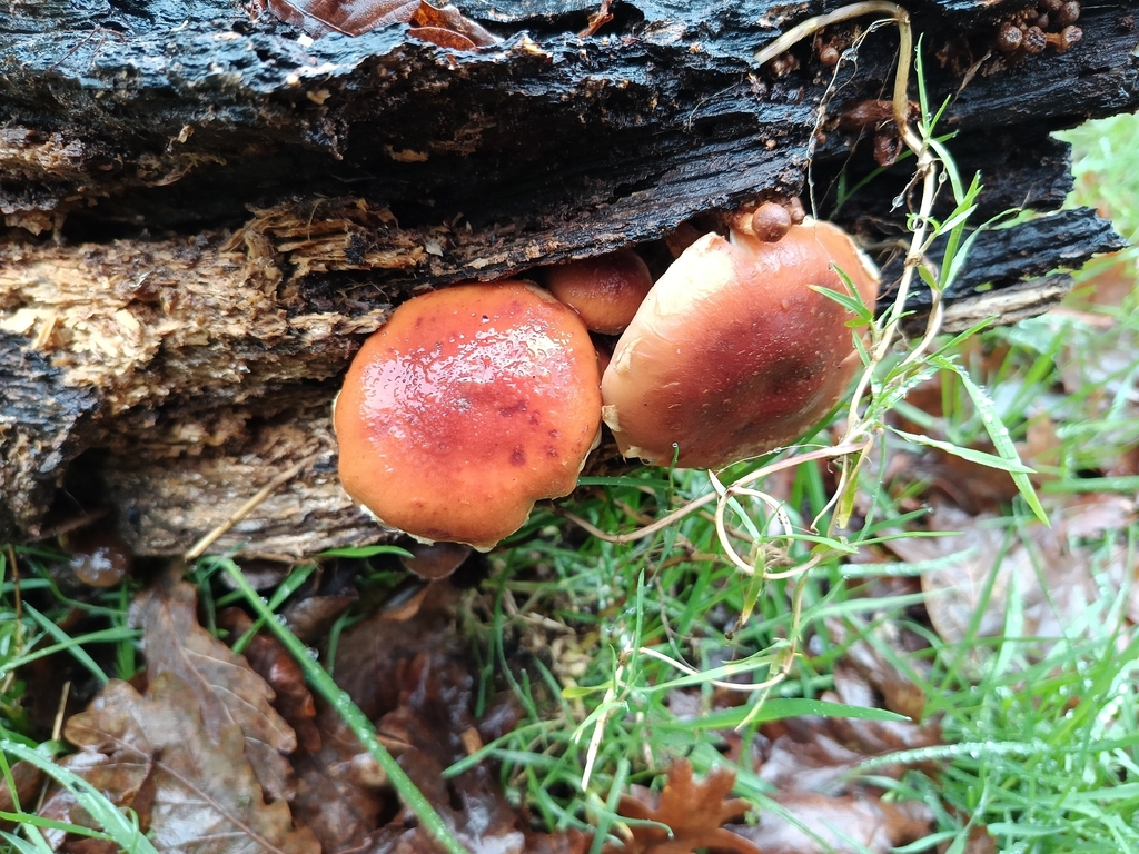 Hypholoma lateritium · January 2026 · photo: © carl_ramirez (iNaturalist, cc-by)