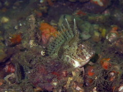 Centropogon australis