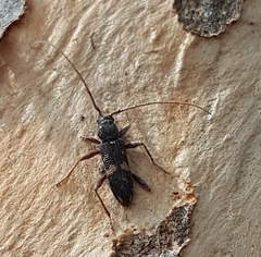 Phoracantha punctata