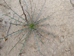 Calycoseris wrightii