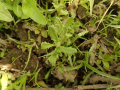 Centipeda cunninghamii