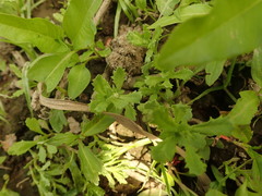 Centipeda cunninghamii