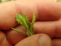 Centipeda cunninghamii