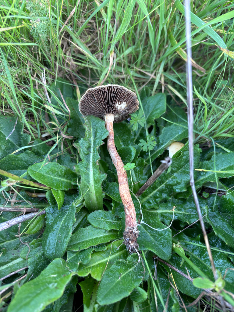 Leratiomyces percevalii · January 2026 · photo: © reago (iNaturalist, cc-by)