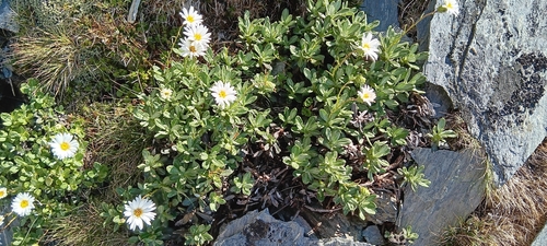 Celmisia brevifolia, 2026-01-13