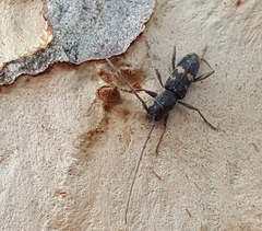 Phoracantha punctata