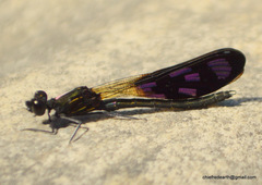 Aristocypha quadrimaculata