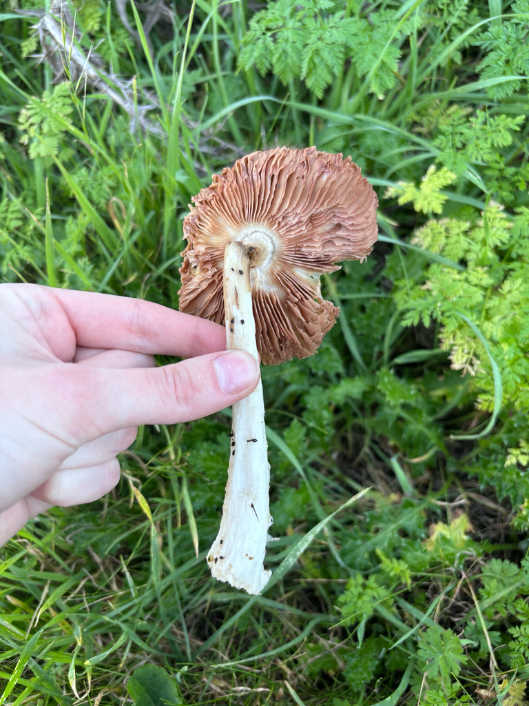 Volvopluteus gloiocephalus · January 2026 · photo: © reago (iNaturalist, cc-by)