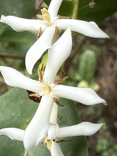 Ixora triantha observed 2026-01-13