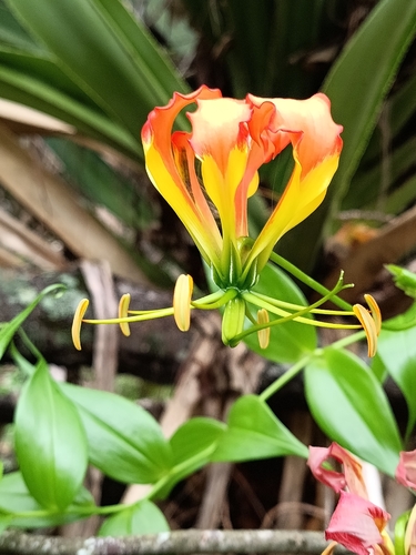 Climbing-lily