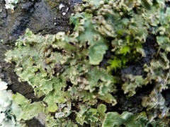 Peltigera ponojensis