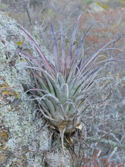 Tillandsia roseoscapa