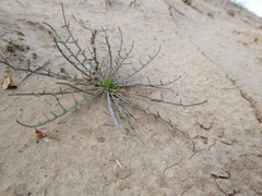 Calycoseris wrightii