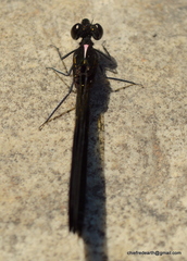 Aristocypha quadrimaculata